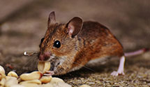 24 Hour & Emergency Exterminators in Gilman Hot Springs, CA
